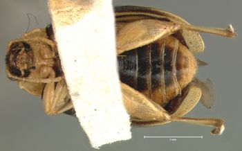 Media type: image; Entomology 18774   Aspect: habitus ventral view